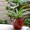 Decorative Plant Care Self Watering Glass Bulbs