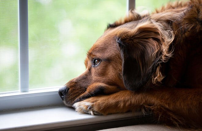 Is My Dog Depressed? | Zoetis Petcare