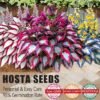 🌿 Grow Your Own Shade Garden with Easy, Cold-Resistant Hosta Seeds 🌱