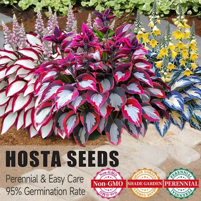 🌿 Grow Your Own Shade Garden with Easy, Cold-Resistant Hosta Seeds 🌱