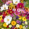 Mixed Perennial Flowers for All Seasons