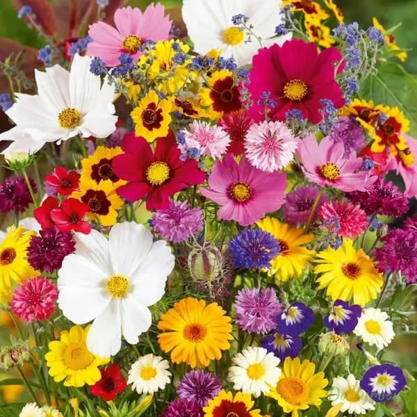 Mixed Perennial Flowers for All Seasons