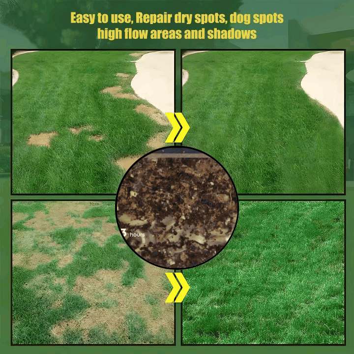 🌱2026 Evergreen Dwarf Grass Seed for Four Seasons - Image 2