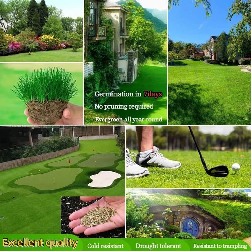 🌱2026 Evergreen Dwarf Grass Seed for Four Seasons - Image 3