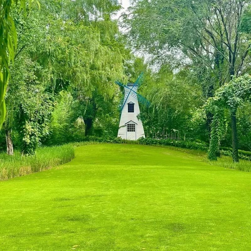 🌱2026 Evergreen Dwarf Grass Seed for Four Seasons - Image 4