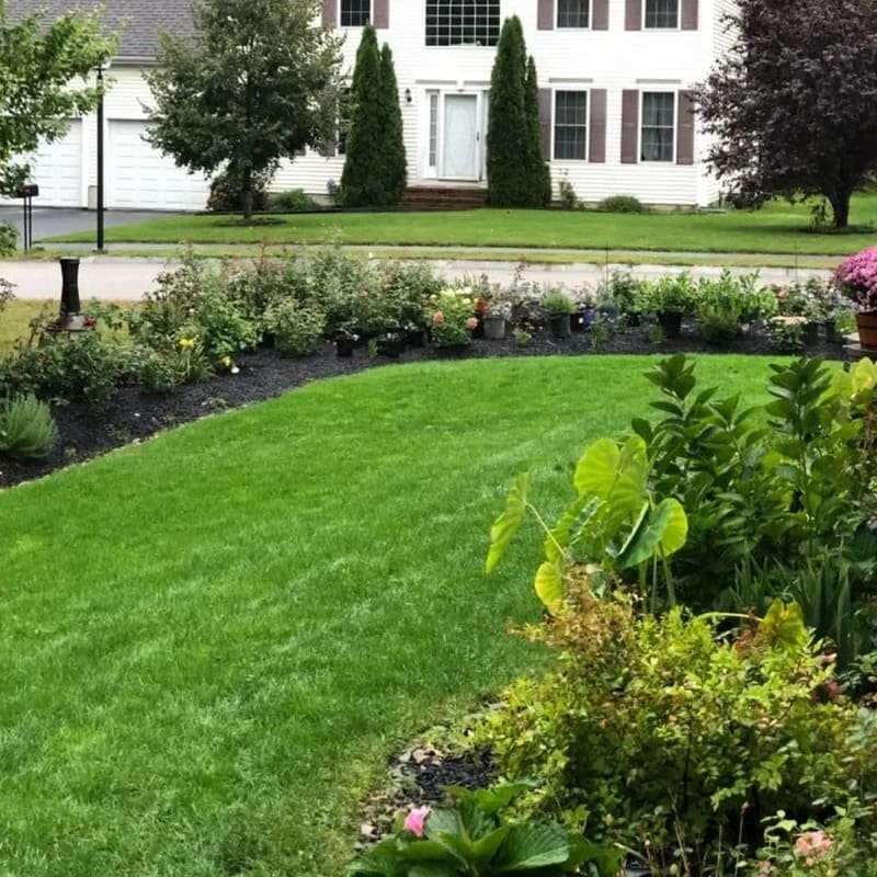 🌱2026 Evergreen Dwarf Grass Seed for Four Seasons - Image 6