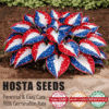 🎉Celebrate America's 250th 🌱Premium Rare Hosta Seeds🌿Shade-Tolerant Plant