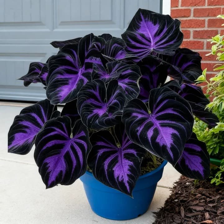 🎉Celebrate America's 250th 🌱Premium Rare Hosta Seeds🌿Shade-Tolerant Plant - Image 16