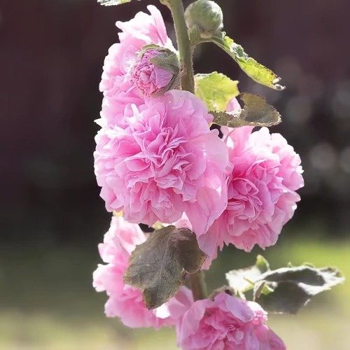 50K+ SOLD!🌺Double Hollyhock Seeds – Fall & Winter Planting, Perennial Blooms & Stunning Garden Elegance 🍂 - Image 3