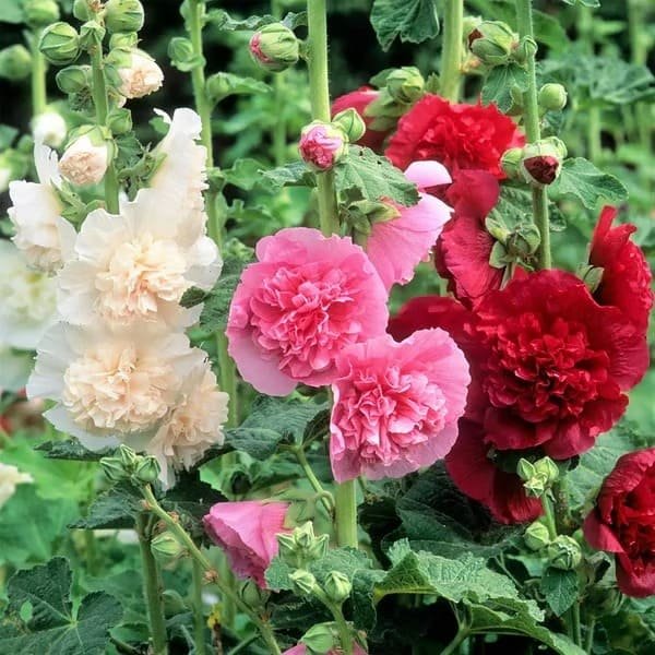 50K+ SOLD!🌺Double Hollyhock Seeds – Fall & Winter Planting, Perennial Blooms & Stunning Garden Elegance 🍂 - Image 4