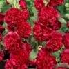 50K+ SOLD!🌺Double Hollyhock Seeds – Fall & Winter Planting, Perennial Blooms & Stunning Garden Elegance 🍂