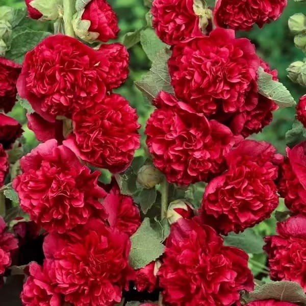 50K+ SOLD!🌺Double Hollyhock Seeds – Fall & Winter Planting, Perennial Blooms & Stunning Garden Elegance 🍂