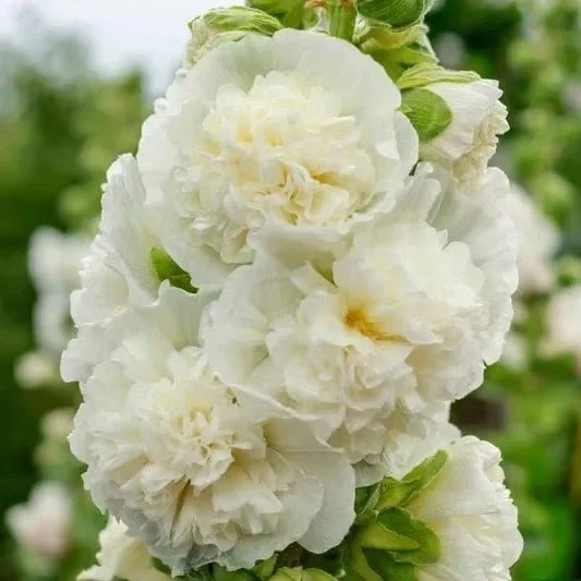 50K+ SOLD!🌺Double Hollyhock Seeds – Fall & Winter Planting, Perennial Blooms & Stunning Garden Elegance 🍂 - Image 6