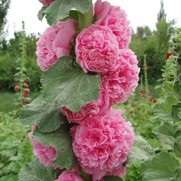 50K+ SOLD!🌺Double Hollyhock Seeds – Fall & Winter Planting, Perennial Blooms & Stunning Garden Elegance 🍂 - Image 7
