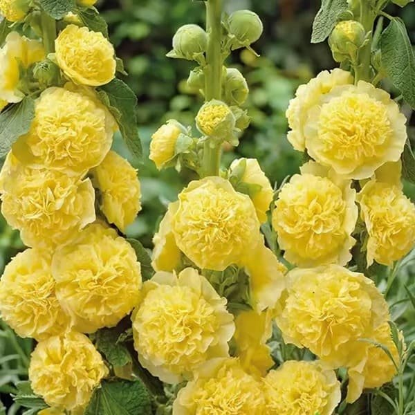 50K+ SOLD!🌺Double Hollyhock Seeds – Fall & Winter Planting, Perennial Blooms & Stunning Garden Elegance 🍂 - Image 8