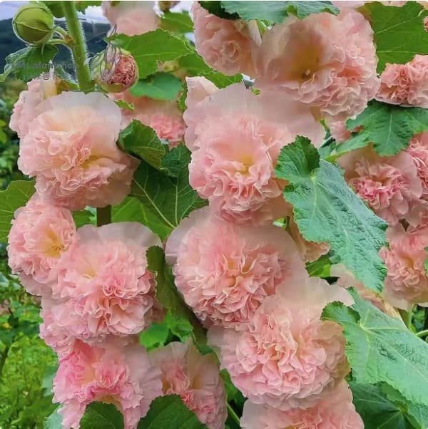 50K+ SOLD!🌺Double Hollyhock Seeds – Fall & Winter Planting, Perennial Blooms & Stunning Garden Elegance 🍂 - Image 9