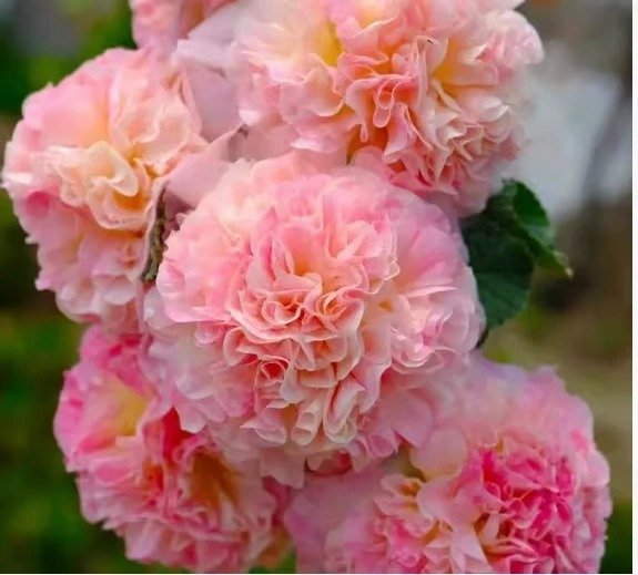 50K+ SOLD!🌺Double Hollyhock Seeds – Fall & Winter Planting, Perennial Blooms & Stunning Garden Elegance 🍂 - Image 10