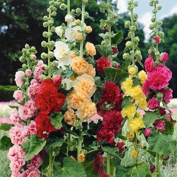 50K+ SOLD!🌺Double Hollyhock Seeds – Fall & Winter Planting, Perennial Blooms & Stunning Garden Elegance 🍂 - Image 2